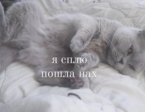 животное кошка млекопитающее