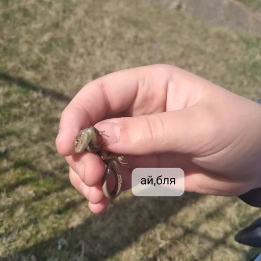 на открытом воздухе Человек трава