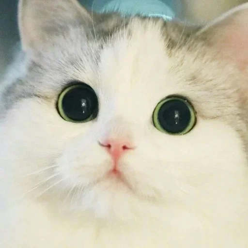 Котики :: @fStikBot - 