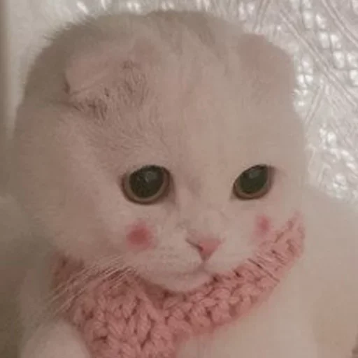 Стикер Котики :: @fStikBot - 10