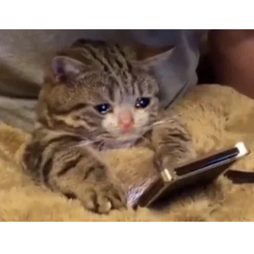 Стикер Котики :: @fStikBot - 6