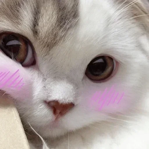 Стикер Котики :: @fStikBot - 4