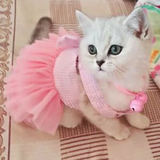 pink animal small to medium-sized cats