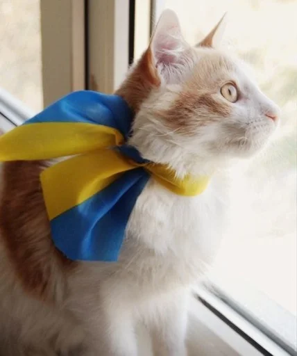 animal small to medium-sized cats felidae