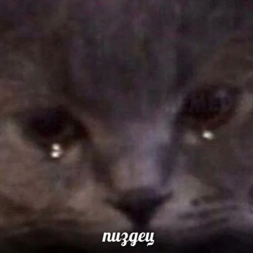 млекопитающее животное усы