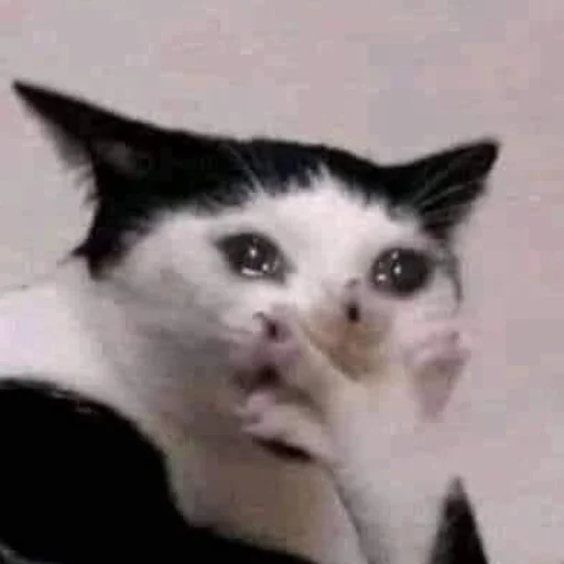 млекопитающее животное кошка