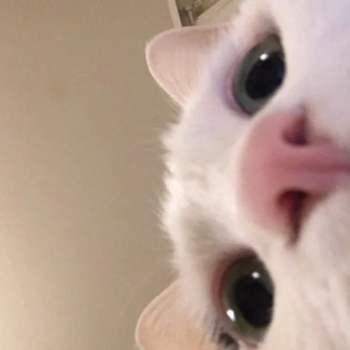 кошка животное млекопитающее