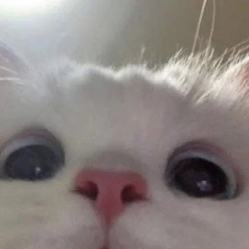 млекопитающее животное кошка