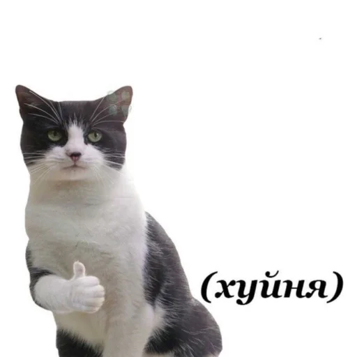 млекопитающее животное кошка