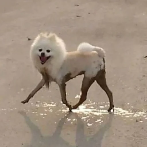 животное млекопитающее на открытом воздухе