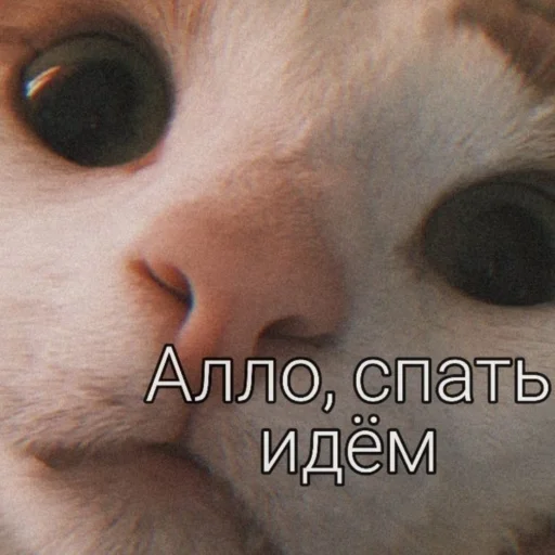 млекопитающее животное кошка