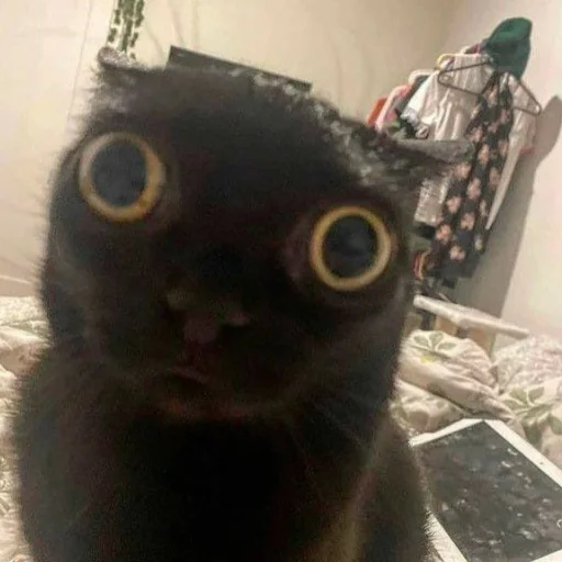 кошки малого и среднего размера комнатный кошка