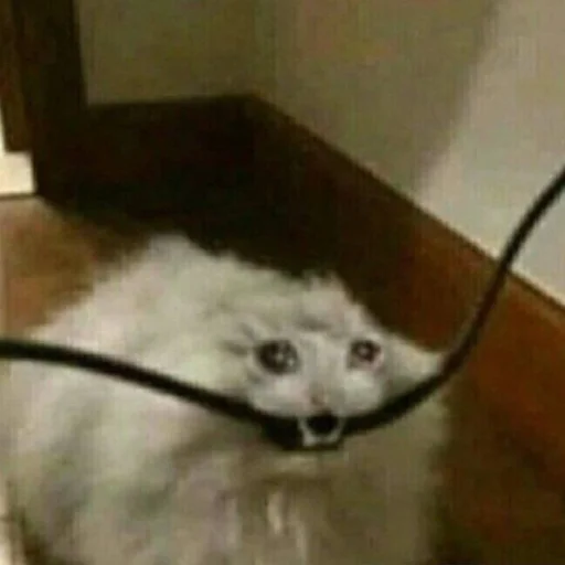 комнатный млекопитающее животное