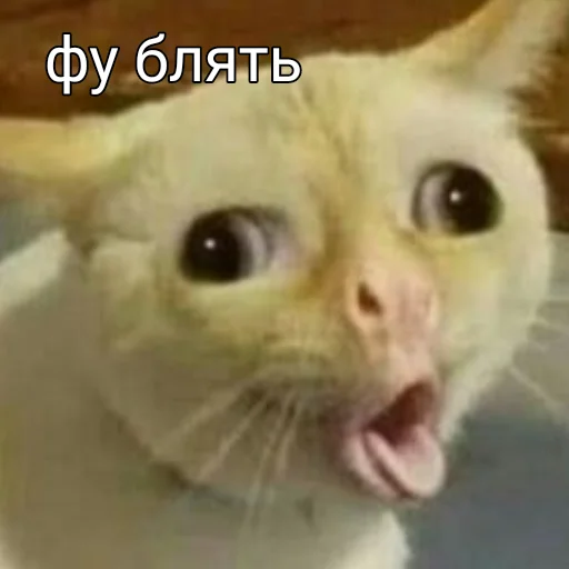 млекопитающее животное кошка