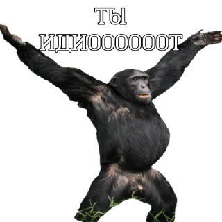 Sticker КОТОБЫРЫ - 5