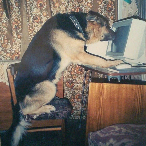 комнатный мебель домашнее животное