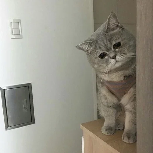 Стикер KittenMoji_by_e4zybot - 1