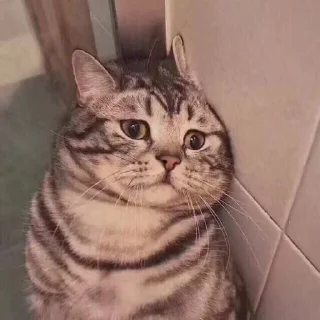 Стикер KittenMoji | @ll1k4 - 3