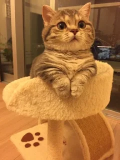 Стикер KittenMoji | @ll1k4 - 10