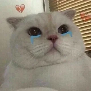 Стикер KittenMoji | @ll1k4 - 1