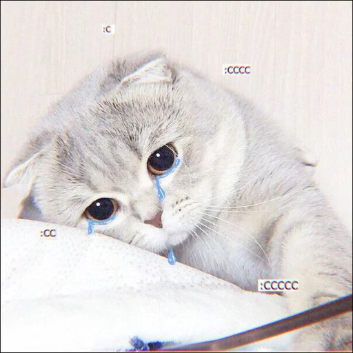 ⿴݃ KITTEN MOODs ⨾ @tehkotack - 