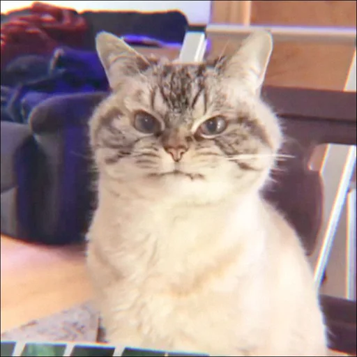 Стикер ⿴݃ KITTEN MOODs ⨾ @tehkotack - 10