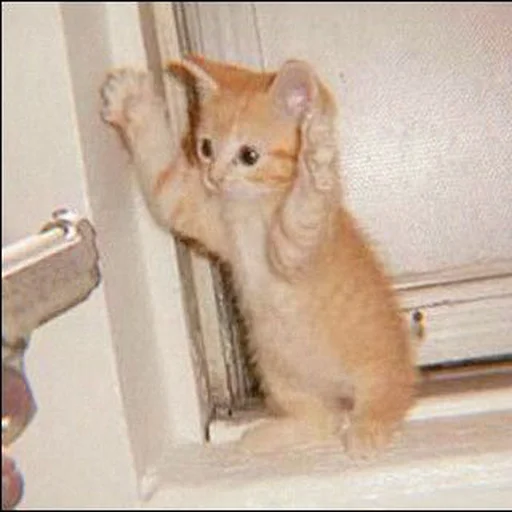 Стикер ⿴݃ KITTEN MOODs ⨾ @tehkotack - 7