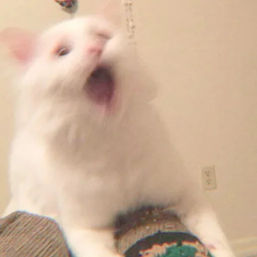 Стикер ⿴݃ KITTEN MOODs ⨾ @tehkotack - 4