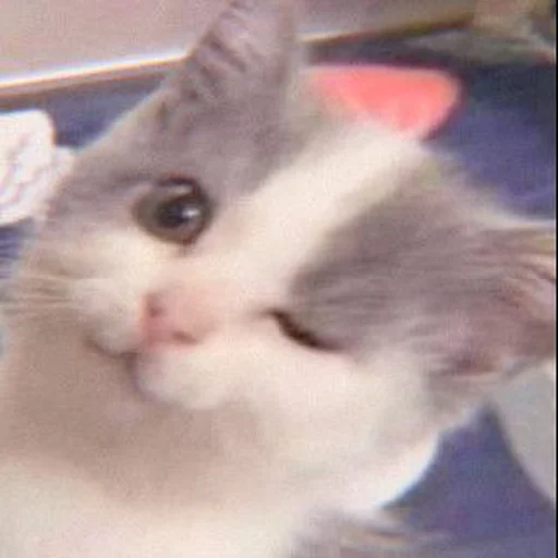 Стикер ⿴݃ KITTEN MOODs ⨾ @tehkotack - 1