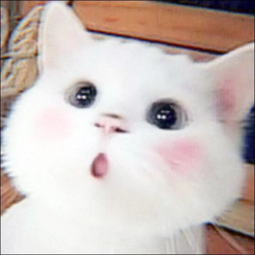 Стикер ⿴݃ KITTEN MOODs ⨾ @tehkotack - 0