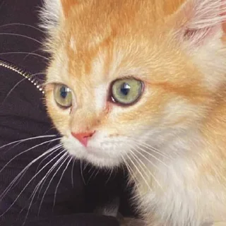 Sticker котёнок Ра by @nadya_vino - 0