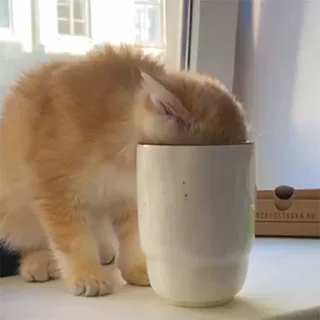 Sticker котёнок Ра by @nadya_vino - 3