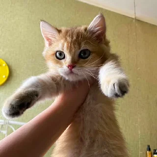 Sticker котёнок Ра by @nadya_vino - 4