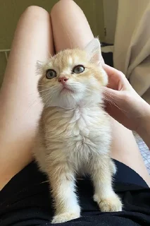 Sticker котёнок Ра by @nadya_vino - 8