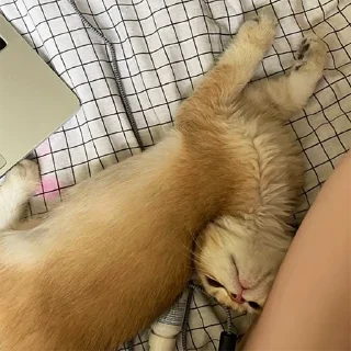 Sticker котёнок Ра by @nadya_vino - 10