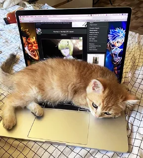 Sticker котёнок Ра by @nadya_vino - 9