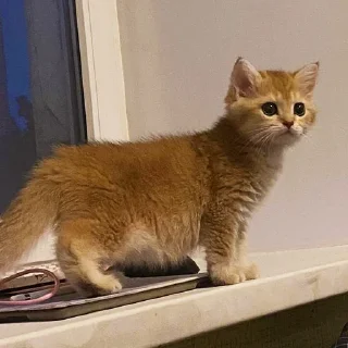 Sticker котёнок Ра by @nadya_vino - 11