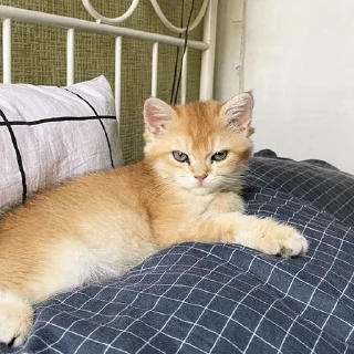 Sticker котёнок Ра by @nadya_vino - 5