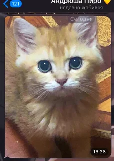 Sticker котёнок Ра by @nadya_vino - 7