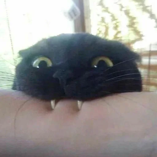 Sticker Котята от Дяди Рана - 10