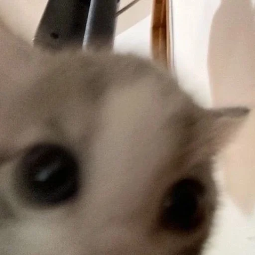 Sticker Котята от Дяди Рана - 9