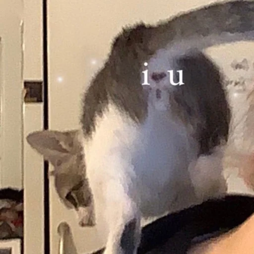 Sticker Котята от Дяди Рана - 8