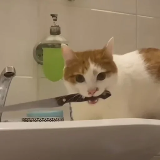 Sticker Котята от Дяди Рана - 7