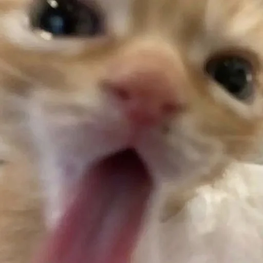 Котята от Дяди Рана - 