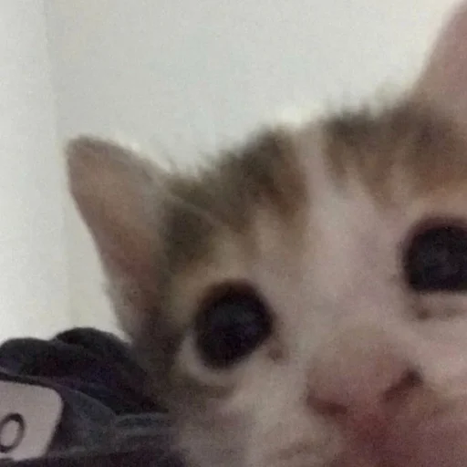 Sticker Котята от Дяди Рана - 6