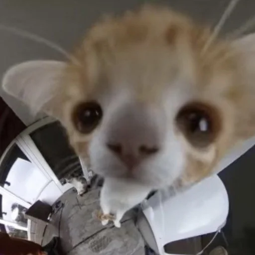 Sticker Котята от Дяди Рана - 5