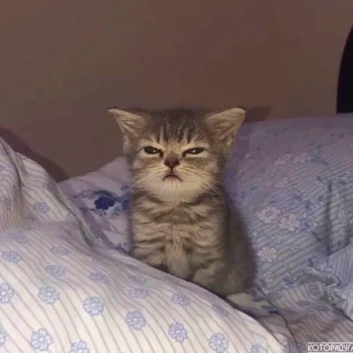 Sticker Котята от Дяди Рана - 4