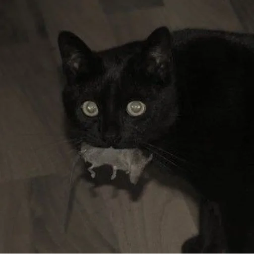 Sticker Котята от Дяди Рана - 3