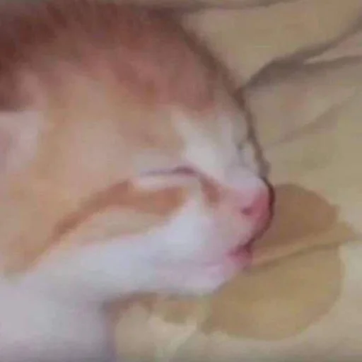 Sticker Котята от Дяди Рана - 0