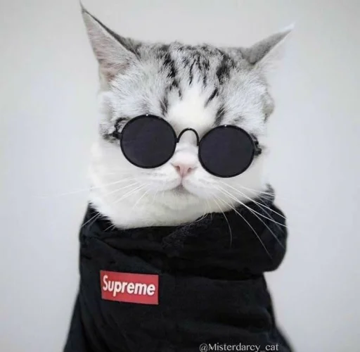 cat sunglasses small to medium-sized cats
